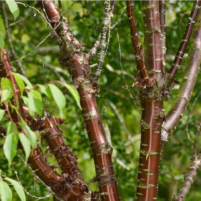 Japanse sierkers - Prunus serrula