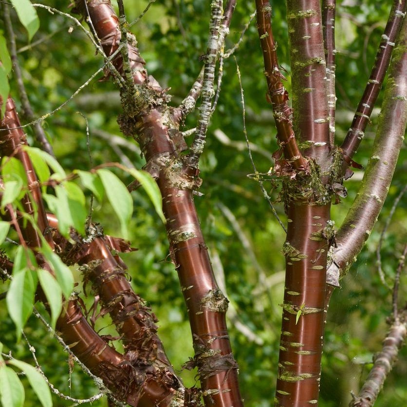 Japanse sierkers - Prunus serrula