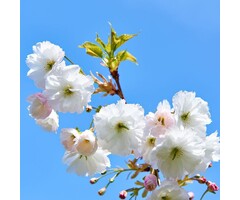 Japanse sierkers - Prunus serrula