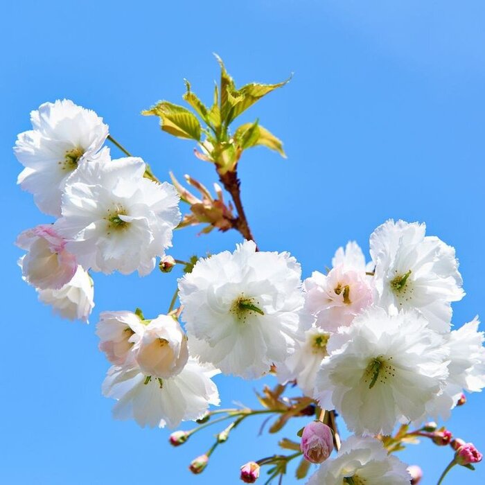 Japanse sierkers - Prunus serrula