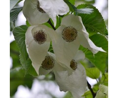 Zakdoekjesboom - Davidia involucrata vilmoriniana