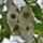 Zakdoekjesboom - Davidia involucrata vilmoriniana