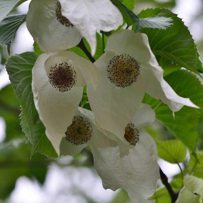 Zakdoekjesboom - Davidia involucrata vilmoriniana