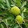 Osagedoorn - Maclura pomifera meerstammig