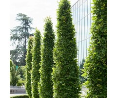Haagbeuk zuilboom  - Carpinus betulus 'Fastigiata'