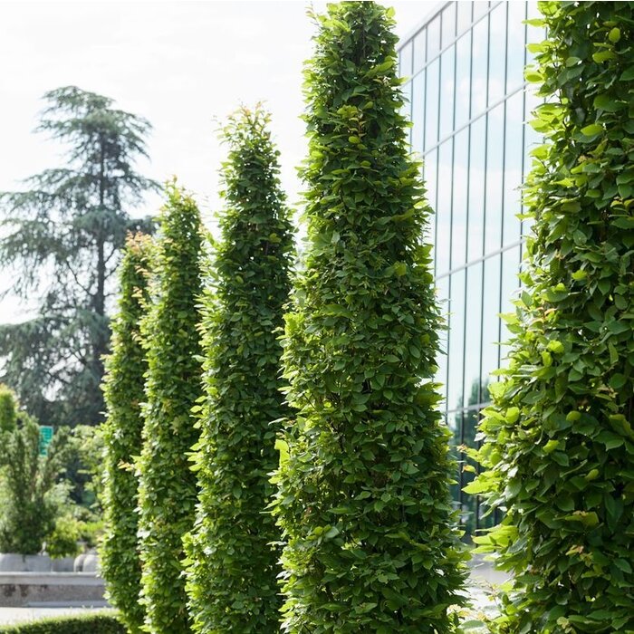 Haagbeuk zuilboom  - Carpinus betulus 'Fastigiata'