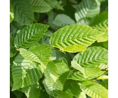Haagbeuk - Carpinus betulus 'Fastigiata' op stam