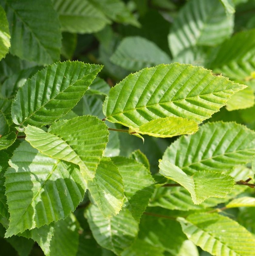 Haagbeuk - Carpinus betulus 'Fastigiata' op stam