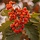 Lijsterbes - Sorbus intermedia 'Brouwers'