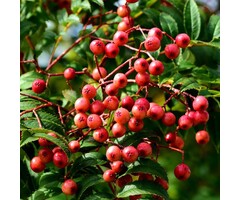 Lijsterbes - Sorbus 'Dodong'