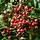 Lijsterbes - Sorbus 'Dodong'