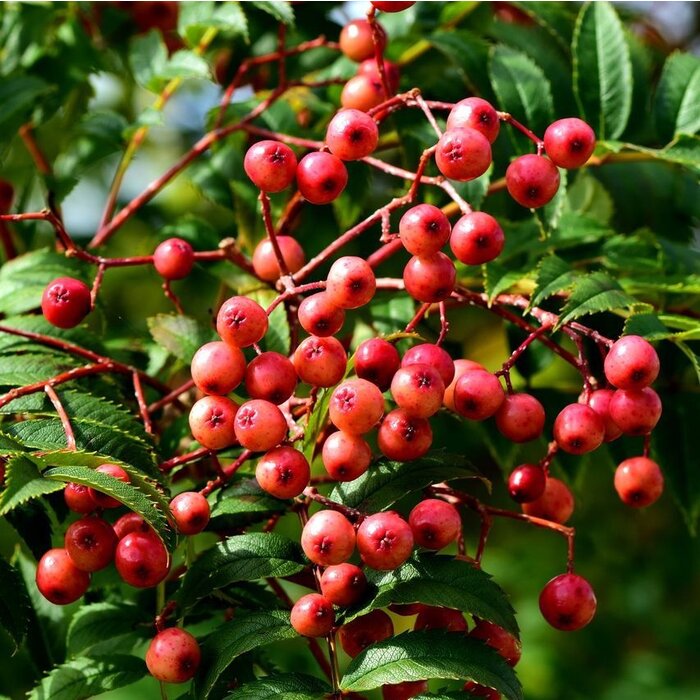 Lijsterbes - Sorbus 'Dodong'