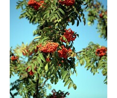 Lijsterbes - Sorbus aucuparia 'Pendula'