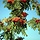 Lijsterbes - Sorbus aucuparia 'Pendula'