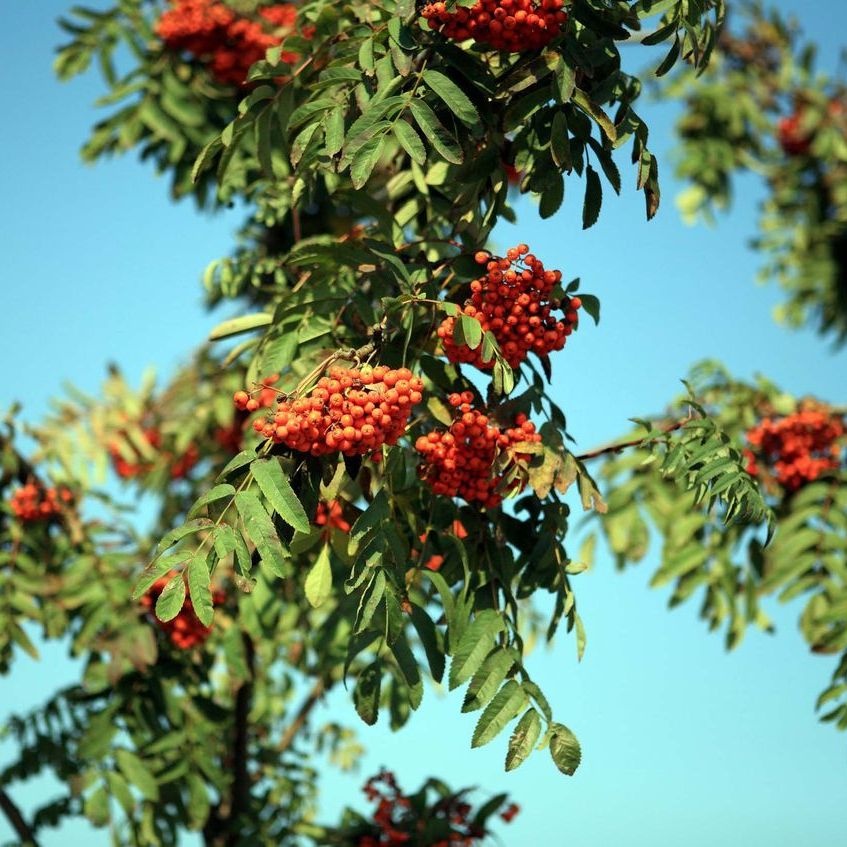 Lijsterbes - Sorbus aucuparia 'Pendula'