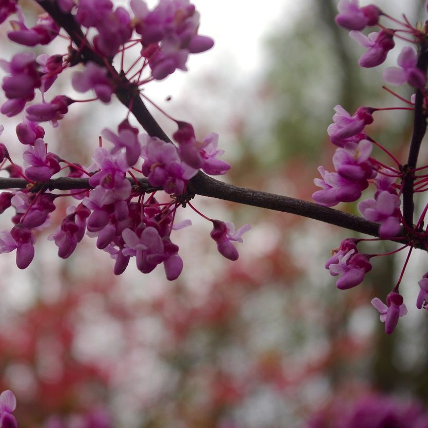 Amerikaanse Judasboom meerstammig - Cercis canadensis 'Forest Pansy'