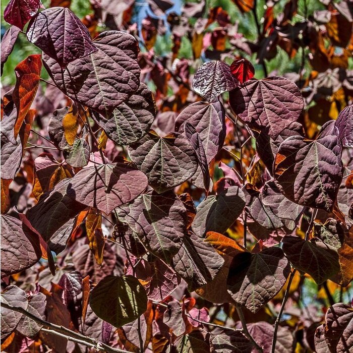 Amerikaanse Judasboom - Cercis canadensis 'Forest Pansy'