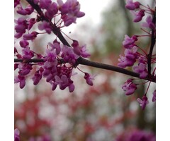 Amerikaanse Judasboom - Cercis canadensis 'Forest Pansy'