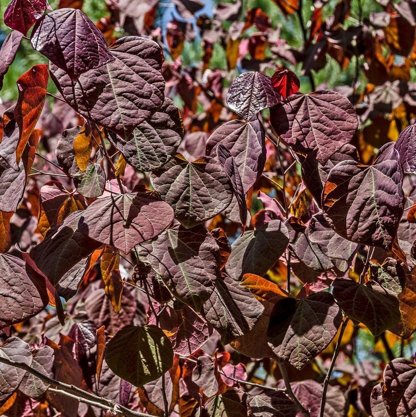 Amerikaanse judasboom (Cercis canadensis 'Forest Pansy')