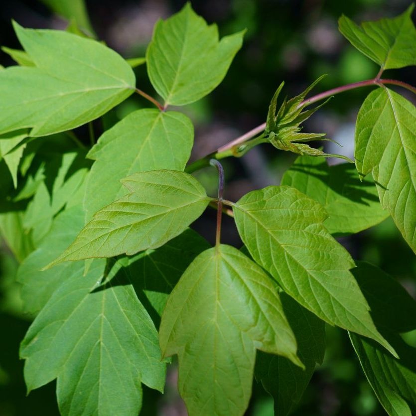 Grijze streepjesbastesdoorn - Acer rufinerve