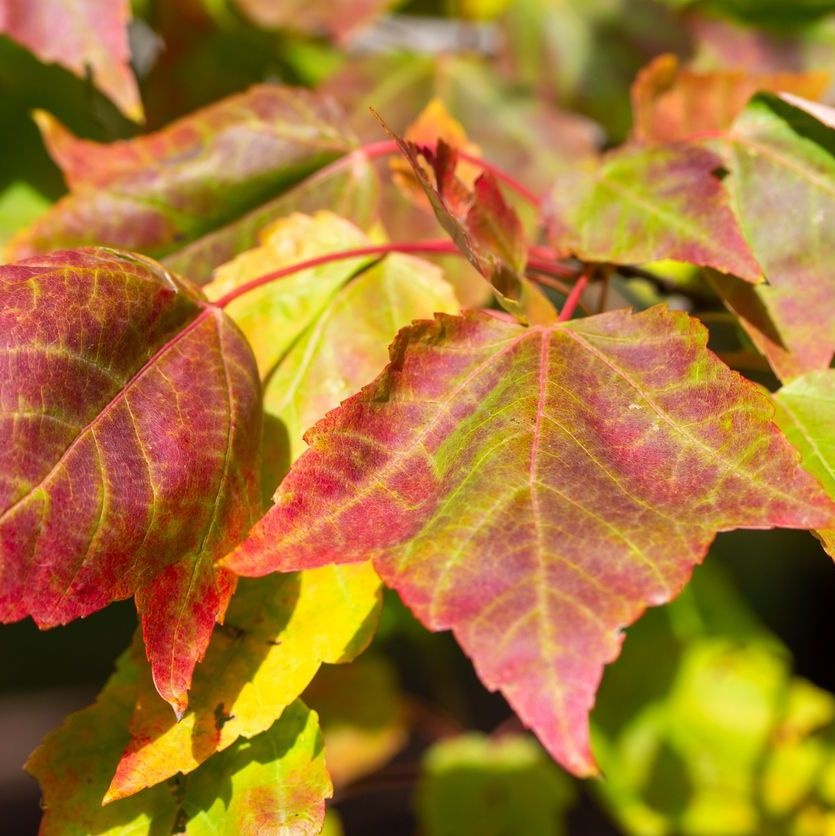 Grijze streepjesbastesdoorn - Acer rufinerve