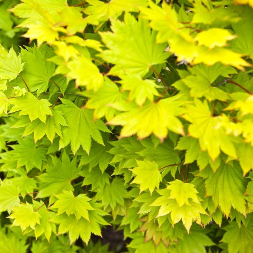 Japanse goud esdoorn - Acer shirasawanum 'Aureum'