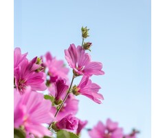 Struikmalva - Lavatera 'Rosea'