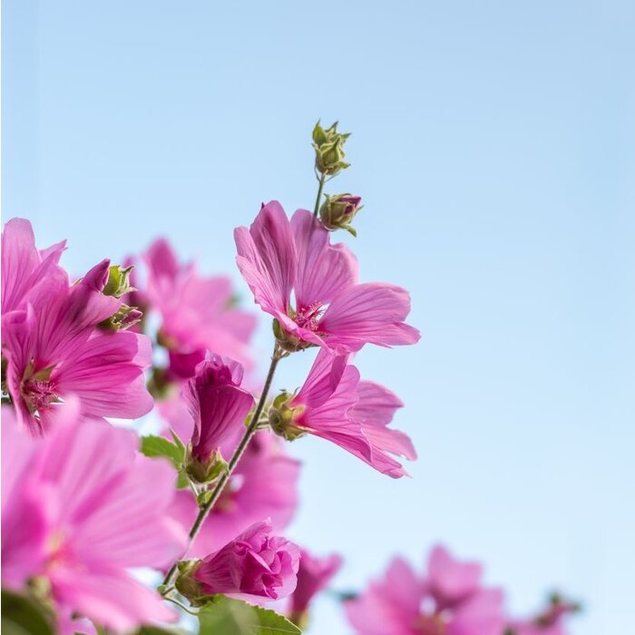 Struikmalva - Lavatera 'Rosea'