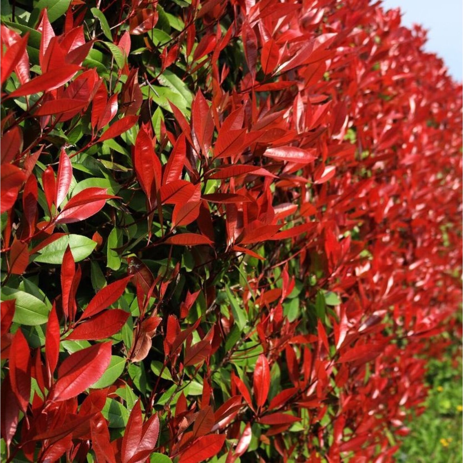 photinia red robin hochstamm kaufen Photinia fraseri 'Red Robin' Mehrstämmig / Strauch main image 1