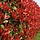 Glansmispel haag - Photinia fraseri 'Red Robin'