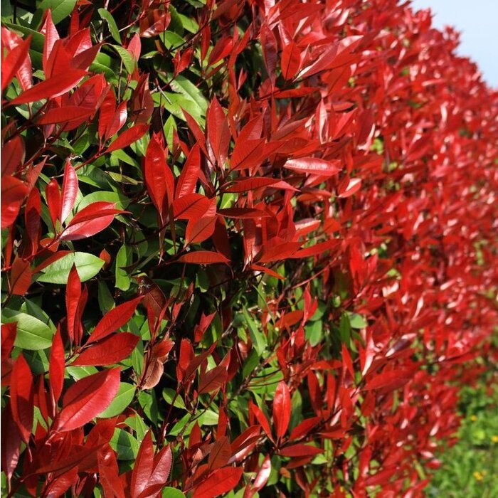 Glansmispel haag - Photinia fraseri 'Red Robin'