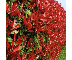 Glansmispel haag - Photinia fraseri 'Red Robin' (kale wortel)