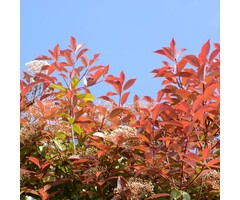 Lei glansmispel - Photinia fraseri 'Red Robin' leiboom