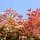 Glansmispel op stam - Photinia fraseri 'Red Robin'