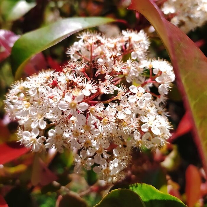 Glansmispel op stam - Photinia fraseri 'Red Robin'