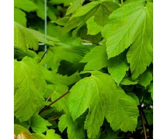 Gewone esdoorn - Acer pseudoplatanus 'Prinz Handjery'