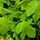 Gewone esdoorn - Acer pseudoplatanus 'Prinz Handjery'