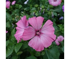 Struikmalva - Lavatera 'Burgundy Wine'