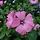 Struikmalva - Lavatera 'Burgundy Wine'