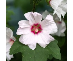 Struikmalva - Lavatera 'Barnsley'