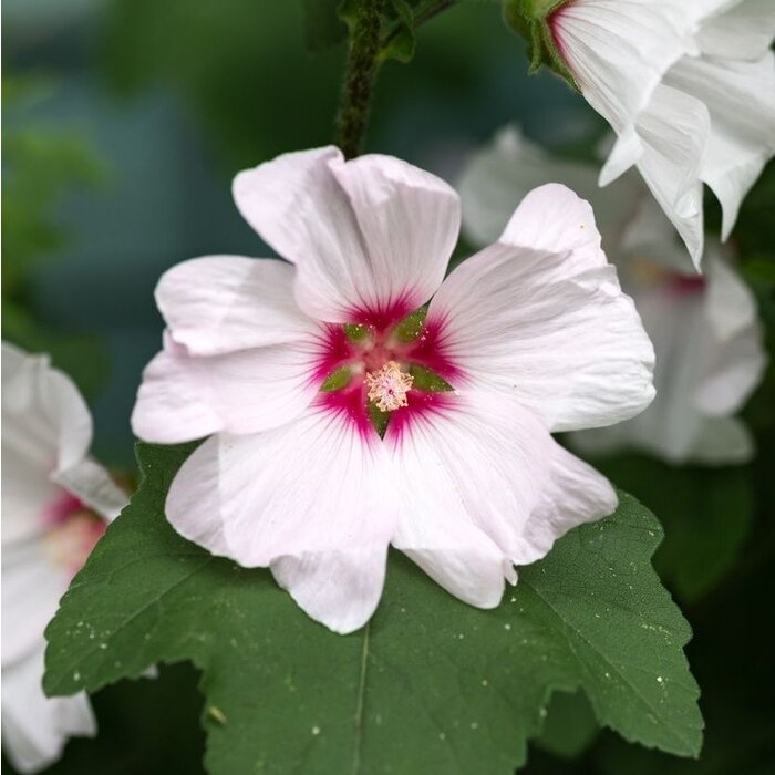Struikmalva - Lavatera 'Barnsley'