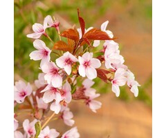 Japanse sierkers - Prunus nipponica 'Ruby'