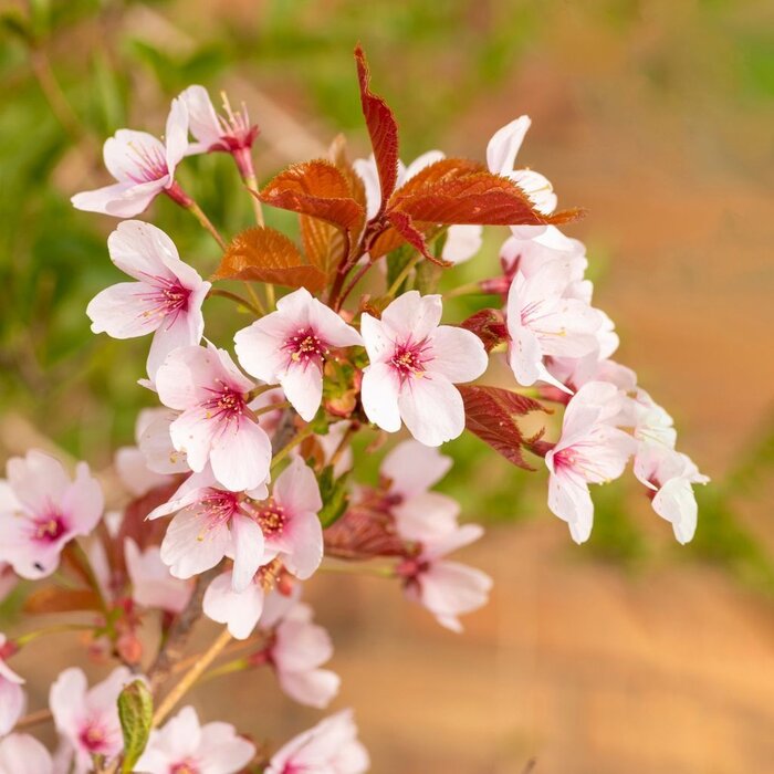 Japanse sierkers op stam - Prunus nipponica 'Ruby'