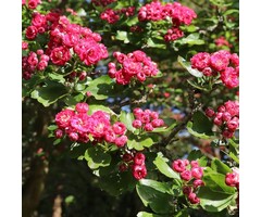 Tweestijlige meidoorn op stam - Crataegus media 'Paul's Scarlet'