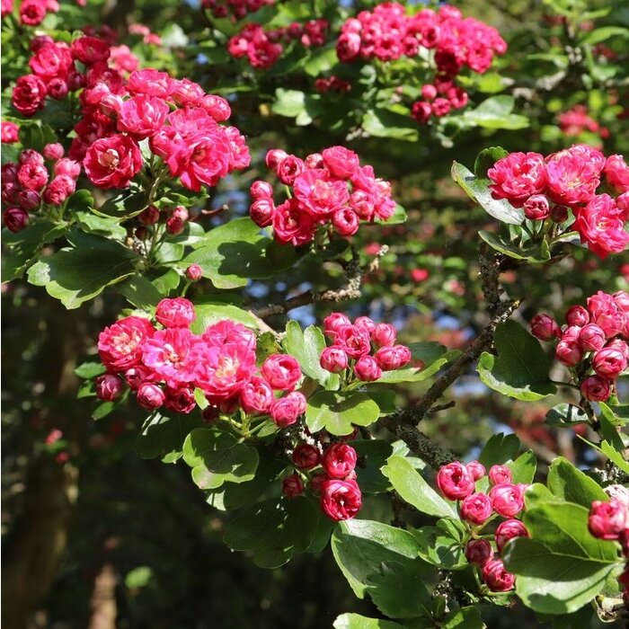 Tweestijlige meidoorn op stam - Crataegus media 'Paul's Scarlet'