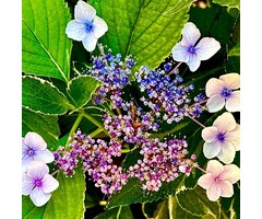 Bonte Hortensia - Hydrangea macrophylla 'Tricolor'