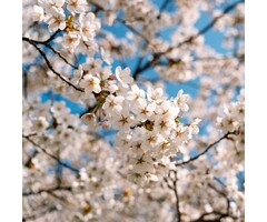 Japanse sierkers op stam - Prunus nipponica 'Brilliant'
