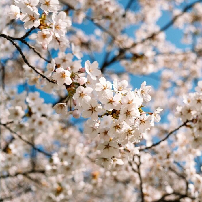 Japanse sierkers op stam - Prunus nipponica 'Brillant'