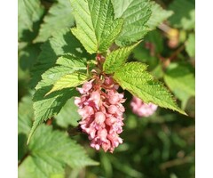 Trosspirea - Neillia affinis
