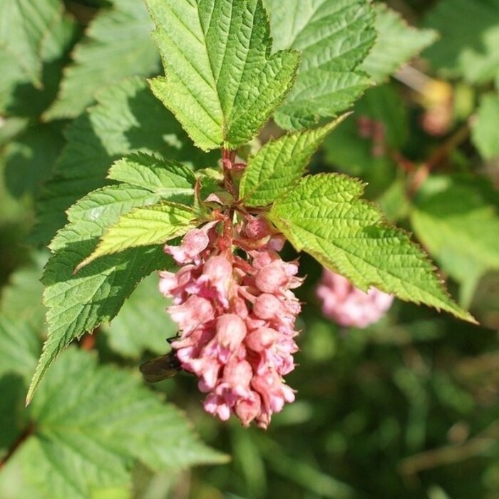 Trosspirea - Neillia affinis